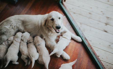 Onun çöp ile Golden Retriever kaltak.