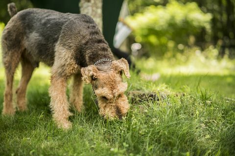 Airedaile Terrier köpek çim arka bahçesinde yiyor