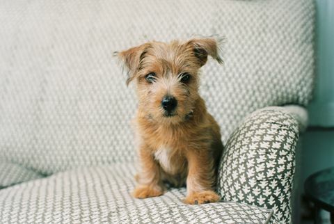 Norfolk Terrier yavrusu