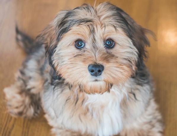 İçeride sevimli, tapılası, hüzünlü görünen evcil shih kaka türü bir köpeğin yakın çekimi.