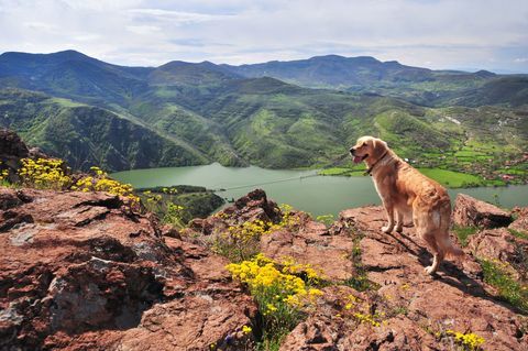 Kırsal kesimde köpek