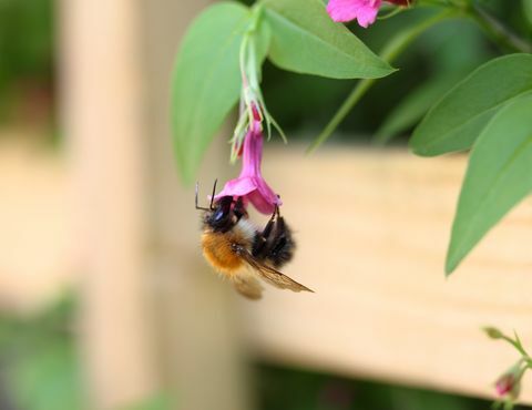 yeni 3d uygulaması bu 8 yaban arısı türünü evinizde canlandıracak