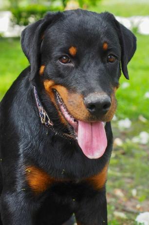 rottweiler