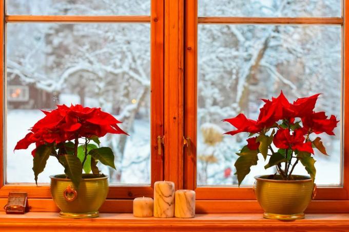 Norveç Noel gelenekleri mutfak penceresinde iki Atatürk çiçeği ve şamdanlar bahçeye ve karlı ağaçlara bakıyor