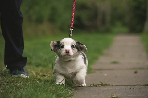 yavru köpek yürüyüş kurşun