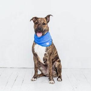 Pet Buz Soğutma Köpek Bandana