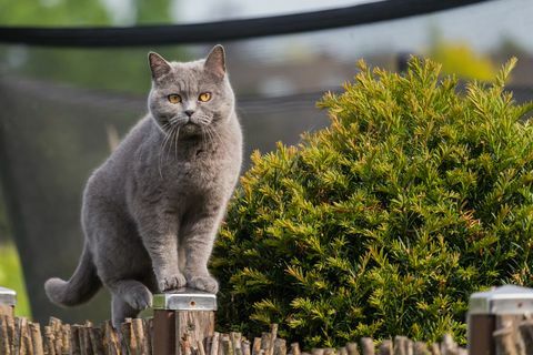 Bahçe çit sonrası oldukça İngiliz stenografi kedi duran