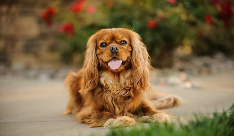 cavalier king charles spaniel dilini portresi