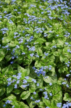 sibirya bugloss brunnera macrophylla jack frost