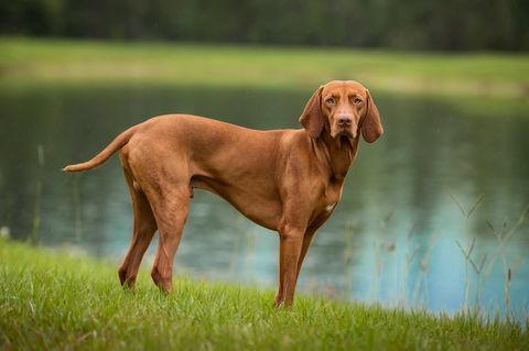 kaslı vizsla göl kenarında duruyor