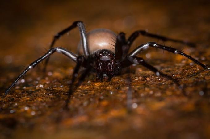 İngiltere örümcekleri – mağara örümceği