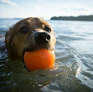 Gezegen Köpek Orbee-Tüf Squeak, Agresif Chewers için Neredeyse Yıkılmaz Köpek Topu Fetch-Chew Oyuncak, ABD'de yapılan, Orta 3-Inch, Turuncu