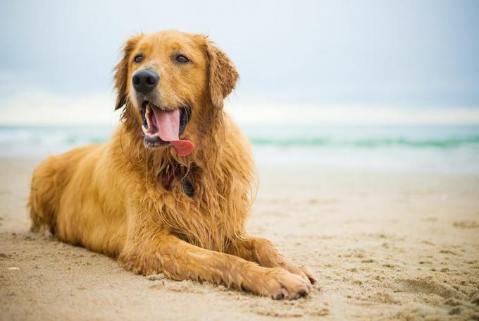 kuzey carolina sahilinde altın av köpeği