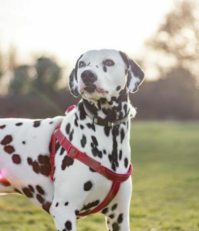 köpek dışarıda kurşun