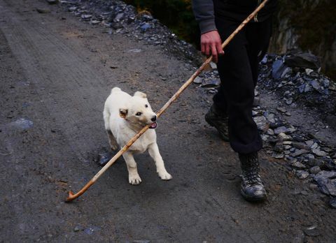 koyun hayvan sürüsü - köpek yavrusu - Abano Pass - Gürcistan - Amos Chapple / RFE / RL