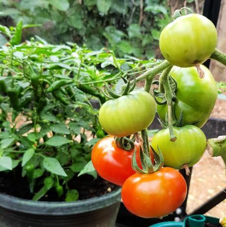 haziran domatesinde bahçede ne yapılır