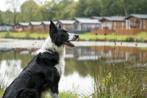 köpeğiniz devon'daki tatil evlerini inceleyebilir