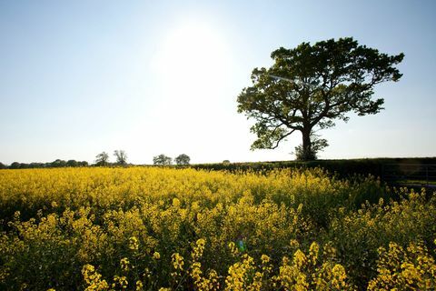 Kent kırsal - alan sarı çiçek ve ağaç