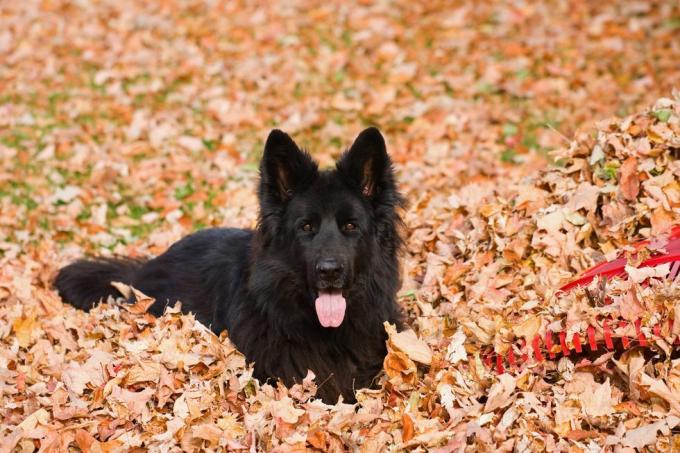 kırmızı plastik bir tırmığın yanında kuru yapraklar yığını içinde safkan siyah, uzun saçlı bir Alman çoban köpeği