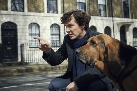 Benedict Cumberbatch BBC TV şovunda bir tazı ile Sherlock olarak