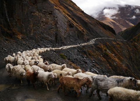 koyun sürüsü - yol - Abano Geçidi - Gürcistan - Amos Chapple / RFE / RL
