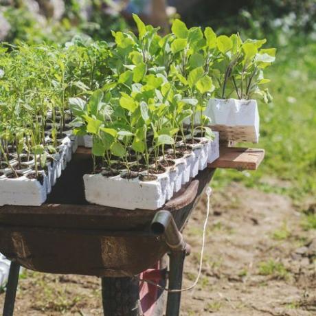 El arabası iç bahçe bitki kapları dolu