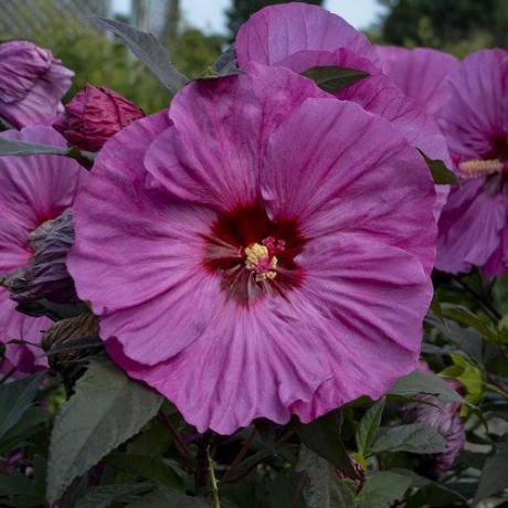 Summerific 'Berry Harika' Hardy Hibiscus