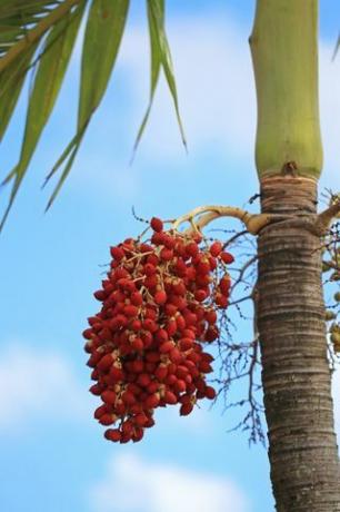 palmiye meyveleri