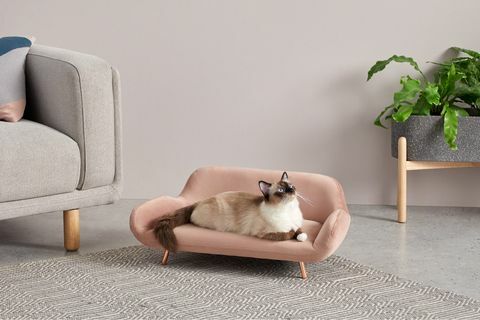madecom, insan kanepesine uygun evcil hayvan serisini piyasaya sürdü