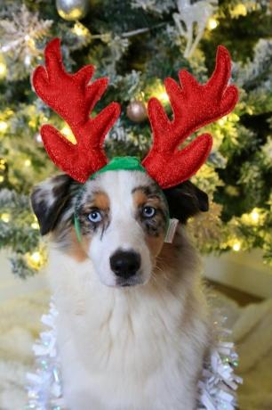 Neşeli Noel köpek fotoğraf