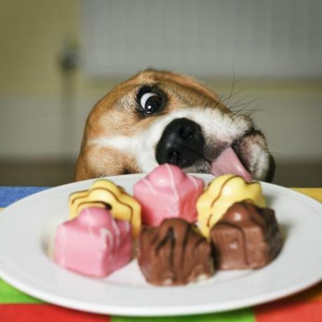 Fransız süslü kek bir tabak yalamaya çalışan köpek