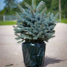 Lüks Taze Noel Ağacı - Saksı Mavi Ladin (Picea pungens glauca) - Hemen Teslimat İçin