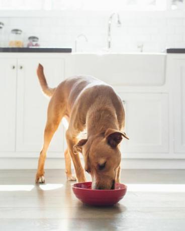 Mutfakta kırmızı kaseden yemek yiyen ten rengi köpeğin ön görünümü