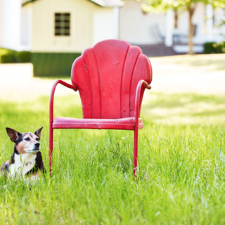 yanında oturan bir sog ile çimenli bir alanda kırmızı metal çim sandalye
