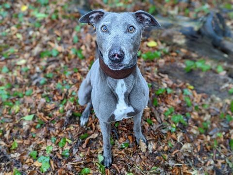 kurtarma köpeği bronco'nun yeni sahiplere ihtiyacı var