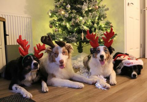 Neşeli Noel köpek fotoğraf