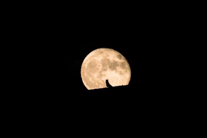 Dolunay yükselişini izleyen bir kurt köpeğinin silueti, dolunay ve siluet, evcil hayvan fotoğrafçılığı, cadılar bayramı