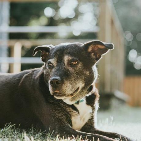 güneşli bir bahçede çimenlerin üzerinde yatan bir staffordshire boğa terrior labrador çapraz siyah köpeğin portresi rahatlamış ve kopya için uyarı alanı