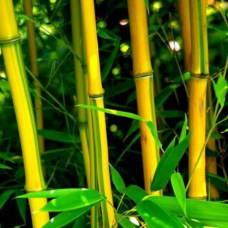 Phyllostachys aureosulcata f. seyirci