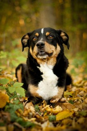 appenzeller sennenhund - en iyi bekçi köpekleri