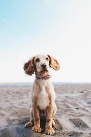 kumsalda oturan köpek