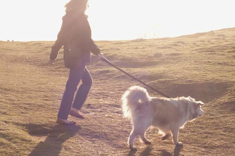 Kırsal kesimde sahibi tarafından yürüdü köpek