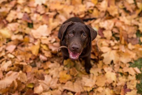 çikolata labrador köpeği