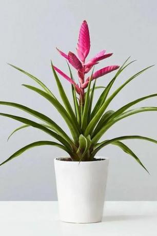 bromeliad antonio