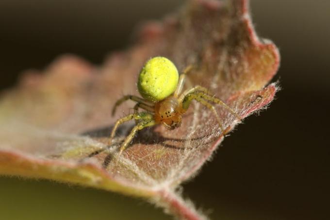 İngiltere örümcekleri – salatalık yeşil küre örümceği