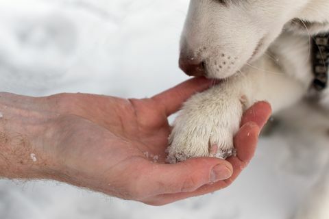 Bir insan kolu köpek pençe.