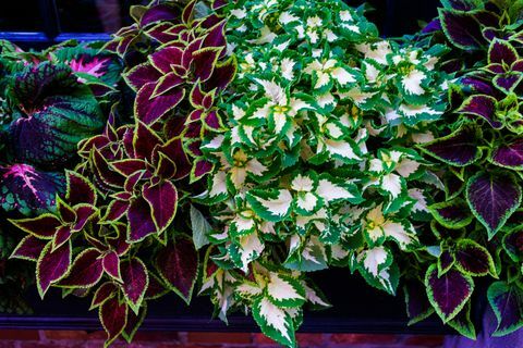 coleus pencere kutusunu süslüyor