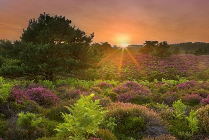 bahar gözlemcisi rspb arne dorset