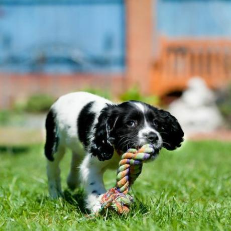 güzel spaniel köpek yavrusu büyük ip oyuncağını çimenlerin üzerinde taşırken izin verilen bir şeyi çiğnemekten zevk alıyor.