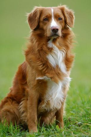 nova scotia ördek paralı av köpeği